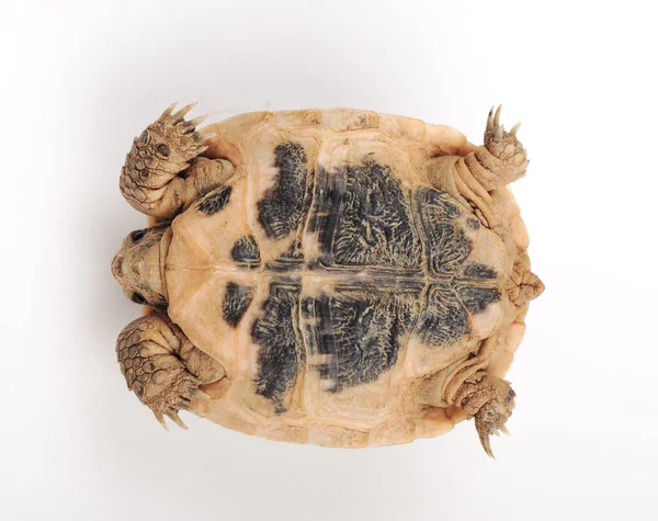 Schildkrötenposen — Stockfoto