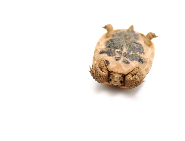 Série de pose de tortues — Photo
