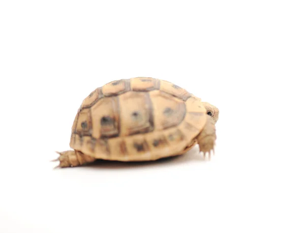 Turtle poserar serien — Stockfoto