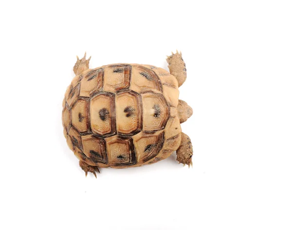 Kaplumbağa serisi poz — Stok fotoğraf