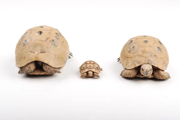 Famille des tortues — Photo