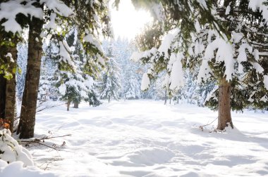 Winter beautiful scene tree and snow