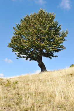 bir ağaç ve otların toprak