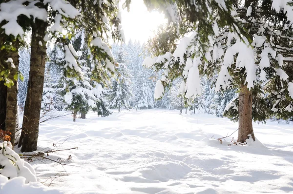 Invierno hermosa escena árbol y nieve —  Fotos de Stock