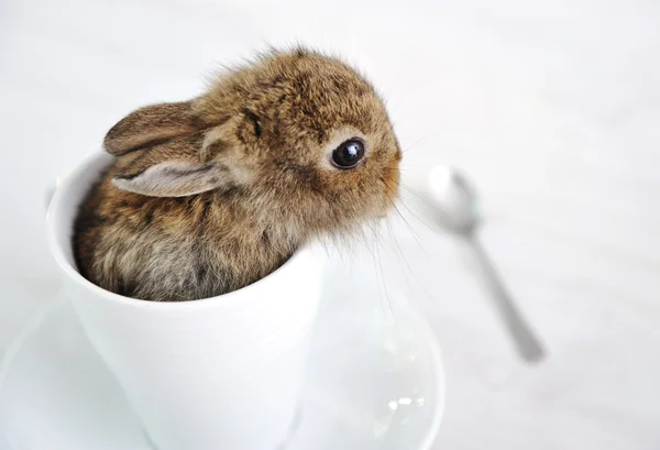 ウサギかわいい赤ちゃん — ストック写真