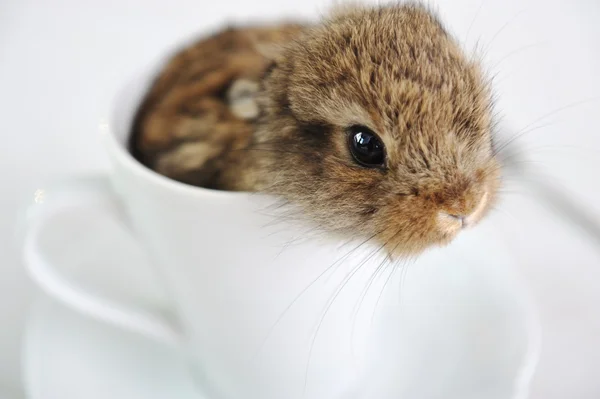 Rabbit cute baby in cup — Stock Photo, Image