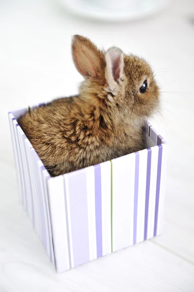 Tavşan sevimli bebek — Stok fotoğraf
