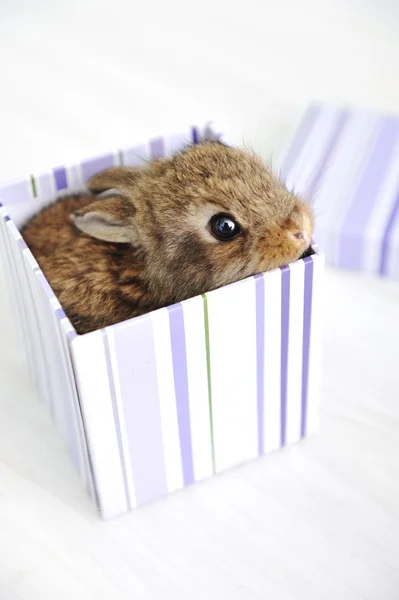 Tavşan sevimli bebek — Stok fotoğraf