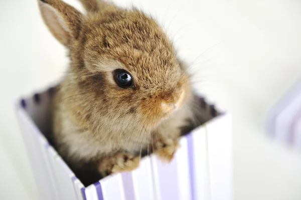 Детский кролик — стоковое фото
