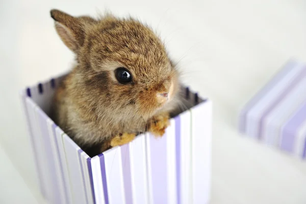 Baby rabbit — Stock Photo, Image