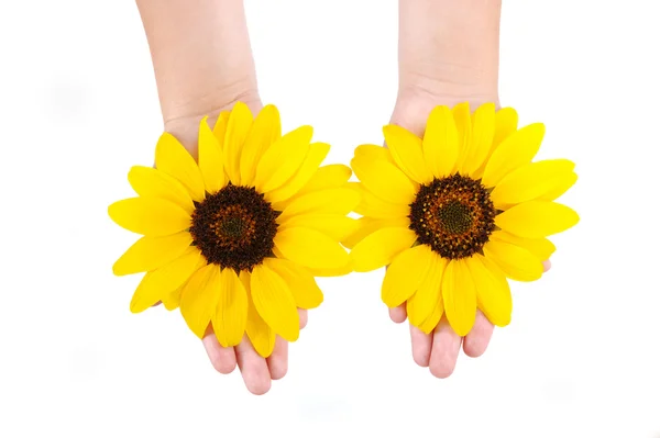 Sunflowers in hands — Stock Photo, Image