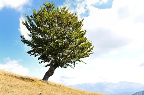 Uma árvore e grama terra — Fotografia de Stock