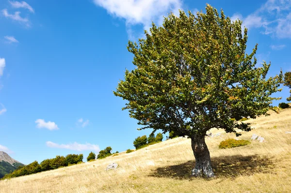 One tree and grass land — Stock Photo, Image