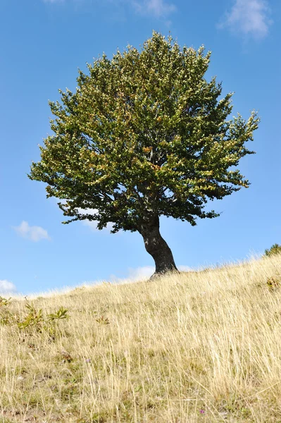Egy fa vagy a fű föld — Stock Fotó