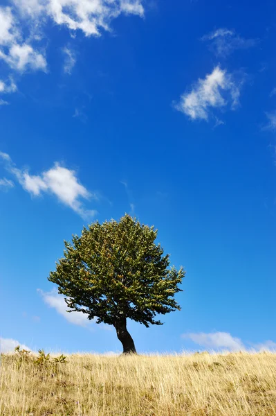 Un arbre et une pelouse — Photo