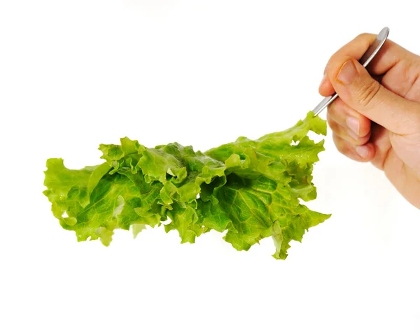 Lettuce in hand — Stock Photo, Image