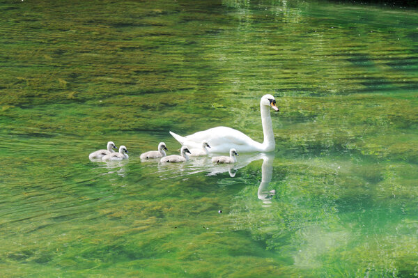 Beautiful mother swan floating on a mirror surface with cygnets