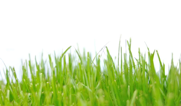 Isolerade gräs — Stockfoto