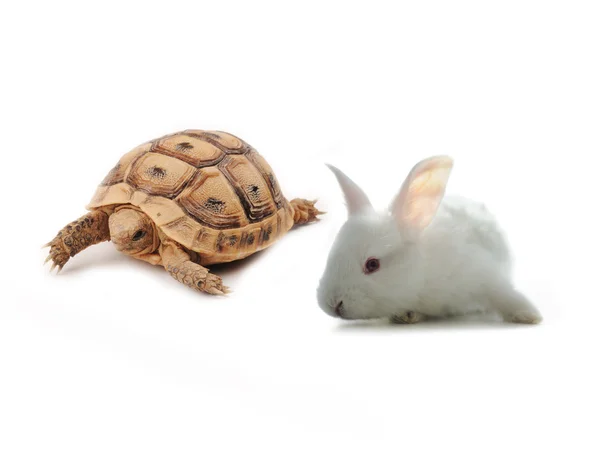 Концепція змагань кролика і черепахи — стокове фото