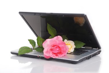 Beautiful roses and laptop, put together isolated clipart