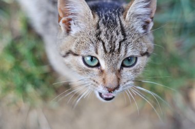 kedi closeup