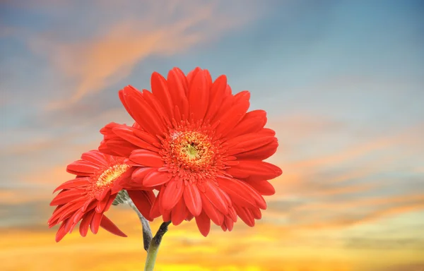 Květina na sunset — Stock fotografie