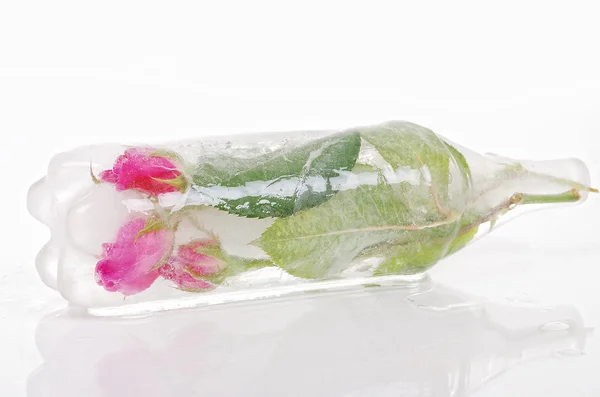 Beaufitul roses in ice, odd mix isolated — Stock Photo, Image