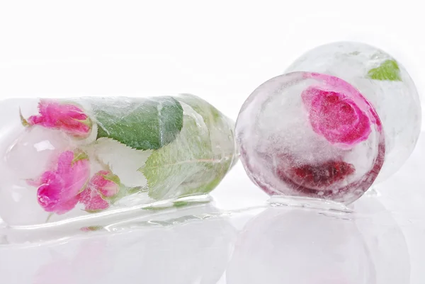 Beaufitul róż w lodzie, dziwne wymieszać na białym tle — Zdjęcie stockowe