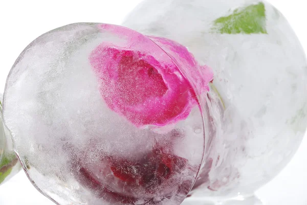 Beauftragte Rosen im Eis, seltsame Mischung isoliert — Stockfoto