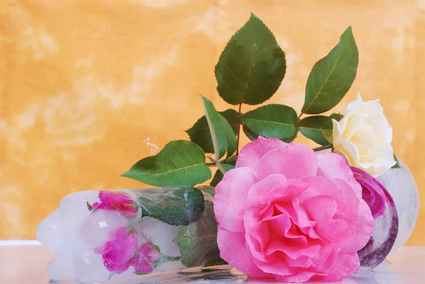 Beaufitul roses in studio, nice scene — Stock Photo, Image