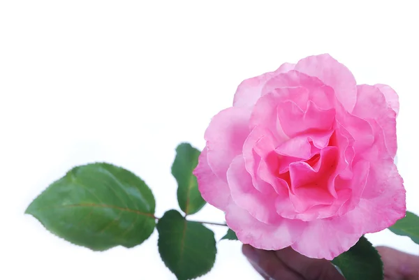 Beaufitul rosas em estúdio, bela cena — Fotografia de Stock
