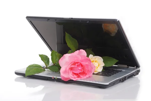 Piękne róże i laptopa, ułożyła na białym tle — Zdjęcie stockowe
