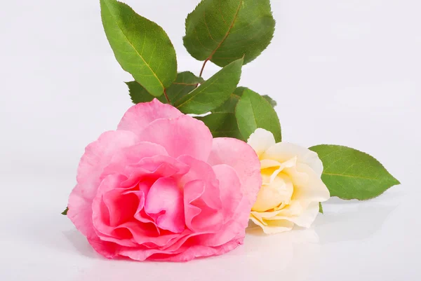 Prachtige rozen in studio, mooie scène — Stockfoto