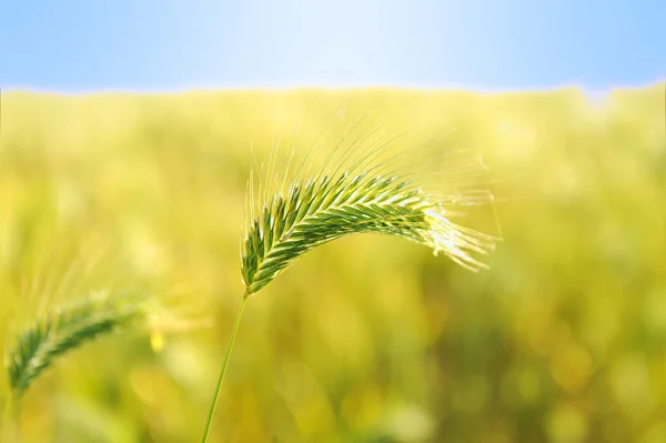 Spighe mature contro bel cielo con nuvole. Focus selettivo. — Foto Stock