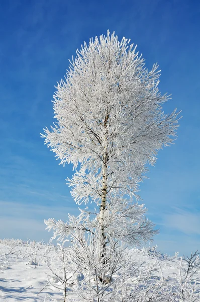 Árvore na neve, inverno sesone — Fotografia de Stock