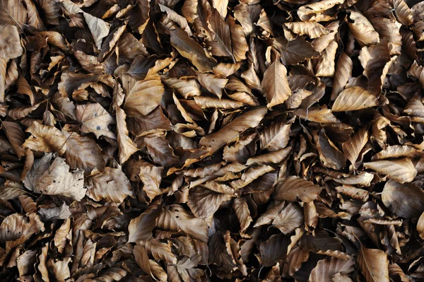 Brown and black fall leaves — Stock Photo, Image