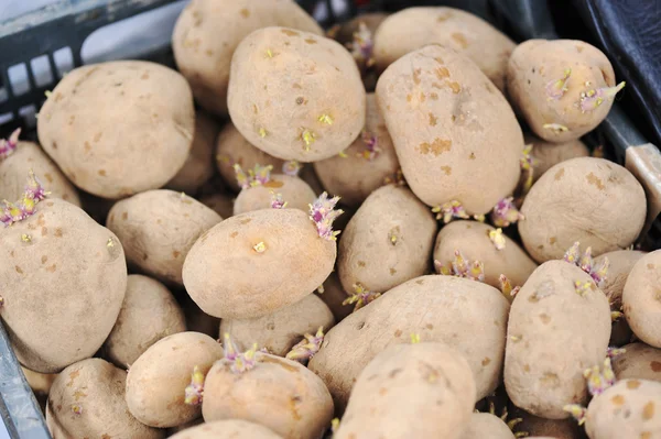 Kutusunda toplanan patates — Stok fotoğraf