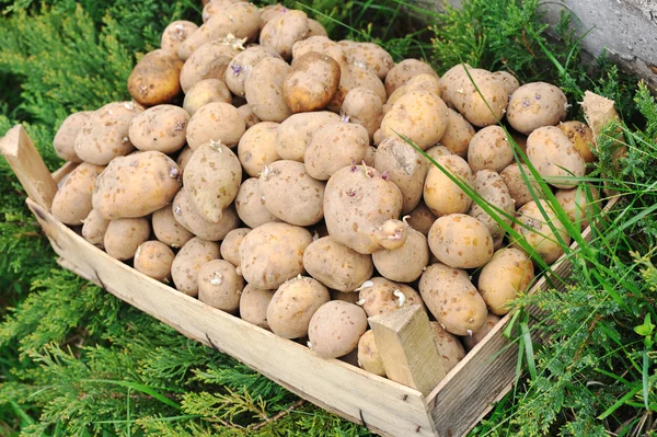 Patates, hasat, sezon için — Stok fotoğraf