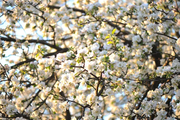 Fioritura in primavera — Foto Stock