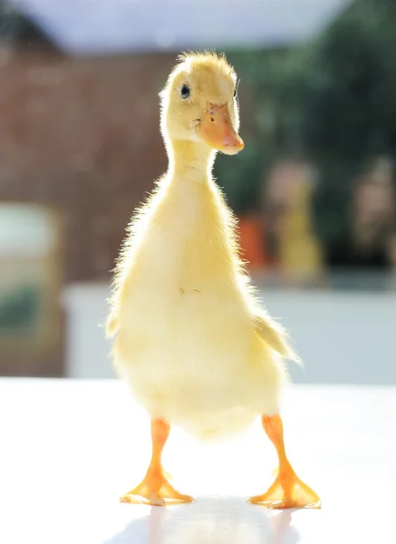 Pequeño pato — Foto de Stock