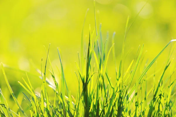 Grönt gräs på morgonen, tidig ljus på — Stockfoto