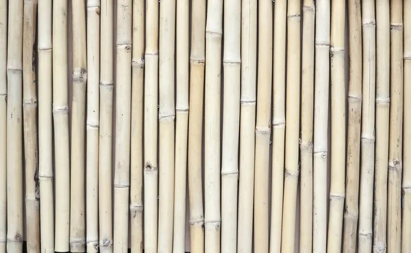 Bambus fundo — Fotografia de Stock