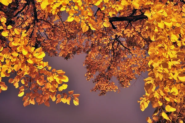 Belles couleurs d'automne dans la nuit — Photo
