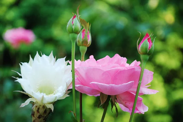 Розы и цветы в саду — стоковое фото