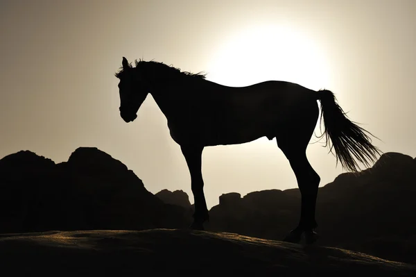 Belle silhouette du cheval au coucher du soleil — Photo