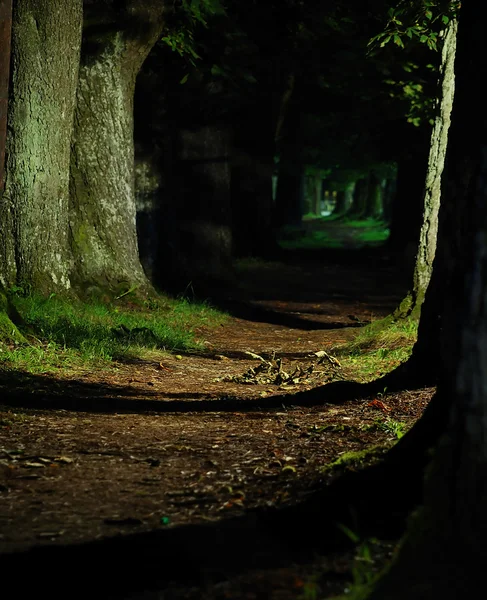 秋天的森林之路 — 图库照片