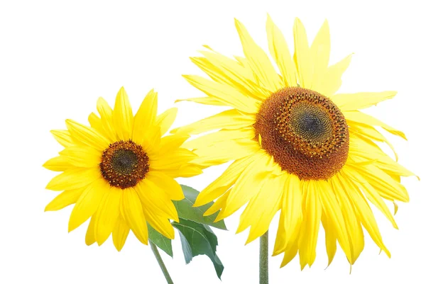 黄色の美しい花, カラフルなひまわり — ストック写真