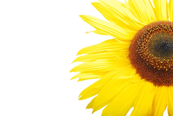 Красива жовта квітка, барвистий соняшник — стокове фото