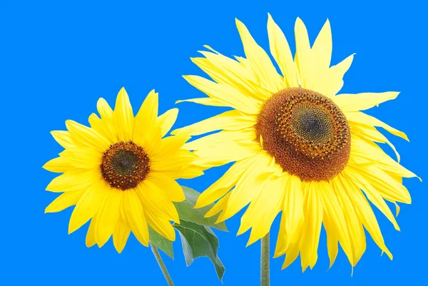 Belle fleur jaune, tournesol coloré — Photo