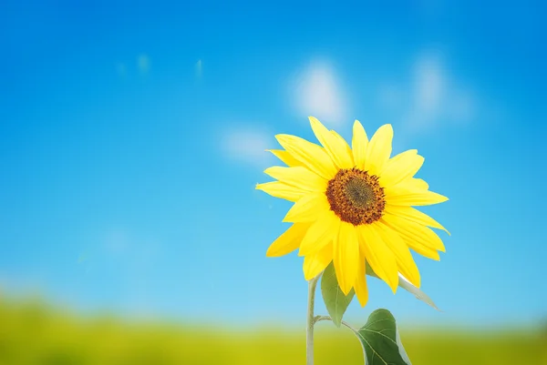 depositphotos_8848620-stock-photo-beautiful-yellow-flower-colorful-sunflower.jpg